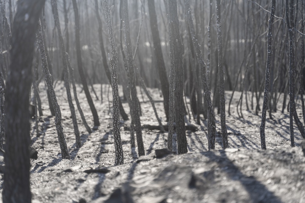Régulations sur le changement climatique: Comprendre les enjeux juridiques pour un avenir durable