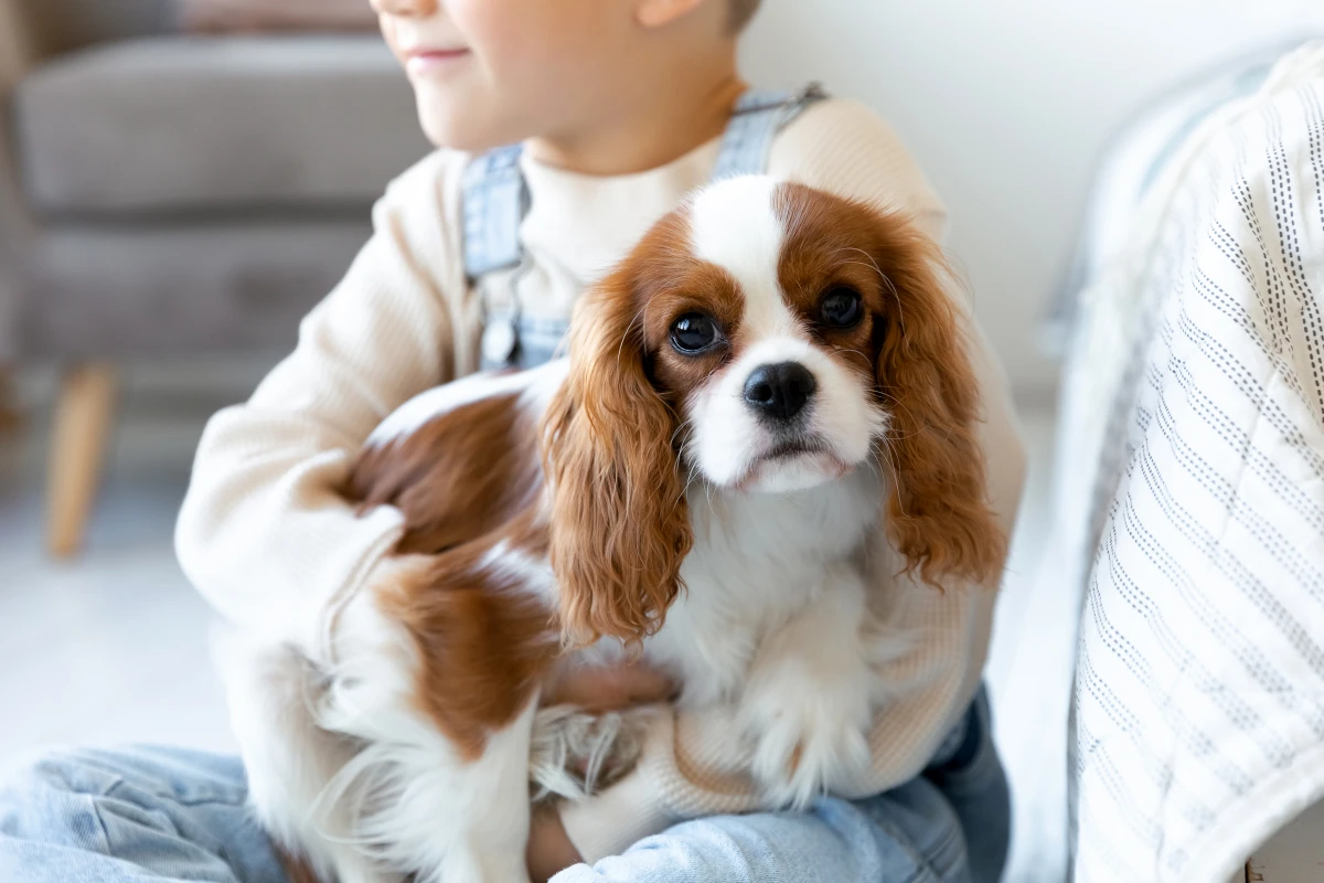 La responsabilité du fait des animaux : quand votre compagnon vous met dans l'embarras juridique